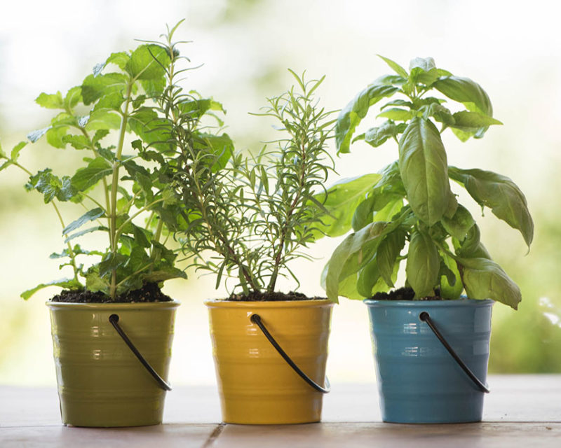 Kitchen Herbs