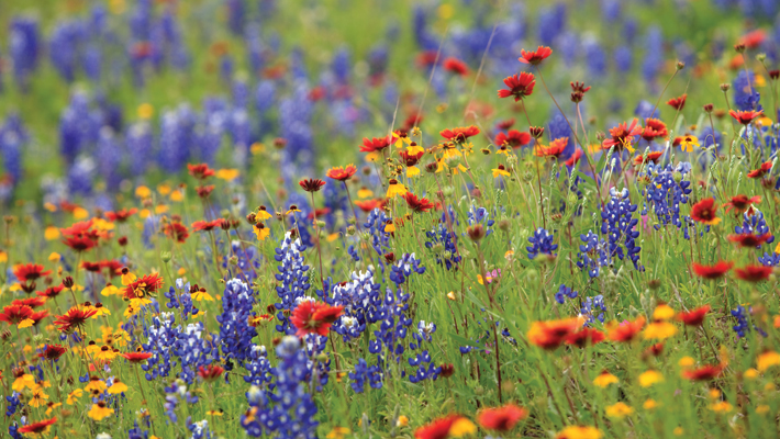 wildflower seed pods